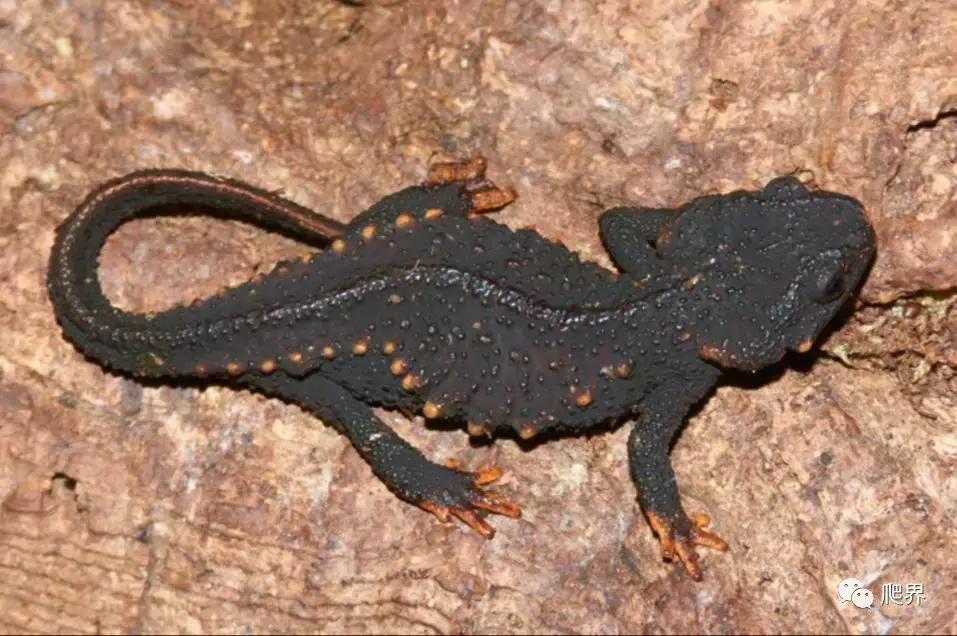 二级濒危保护物种蝾螈,濒危蝾螈