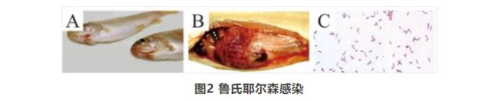 水产养殖常见的鱼类出血烂身性疾病的分析与防控