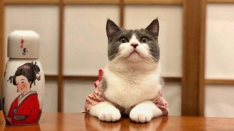 猫咪突然不亲人了怎么回事,猫咪养了几个月了还是不亲人