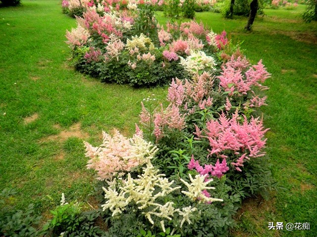 网红黑紫色叶子盆栽,落新妇银星盆栽