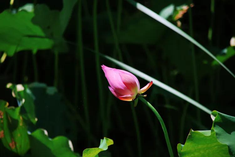 单反快速入门索尼,单反自动挡是哪个