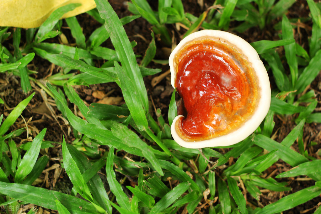 红色灵芝和黑色灵芝功效一样吗,灵芝和灵芝破壁粉的功效区别