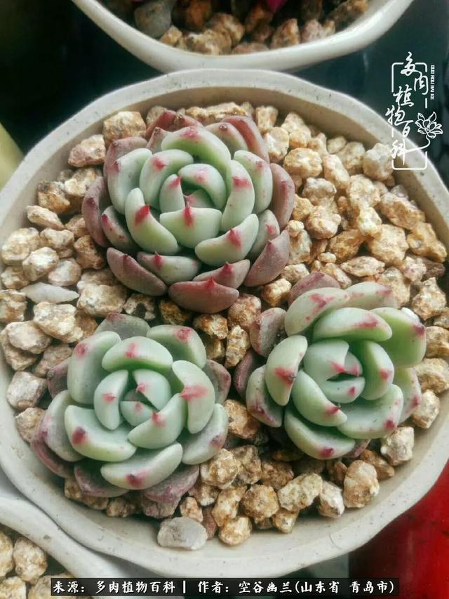 多肉最美的时光,多肉惊艳我的时光