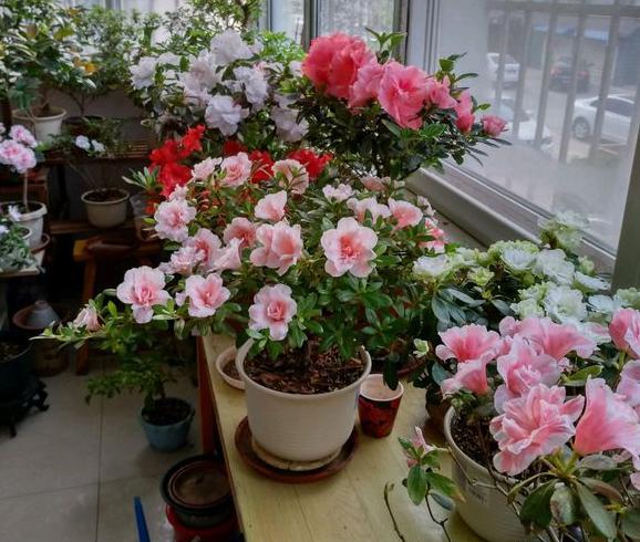 自制养花营养液不招虫子,养花用的营养液是怎么做的