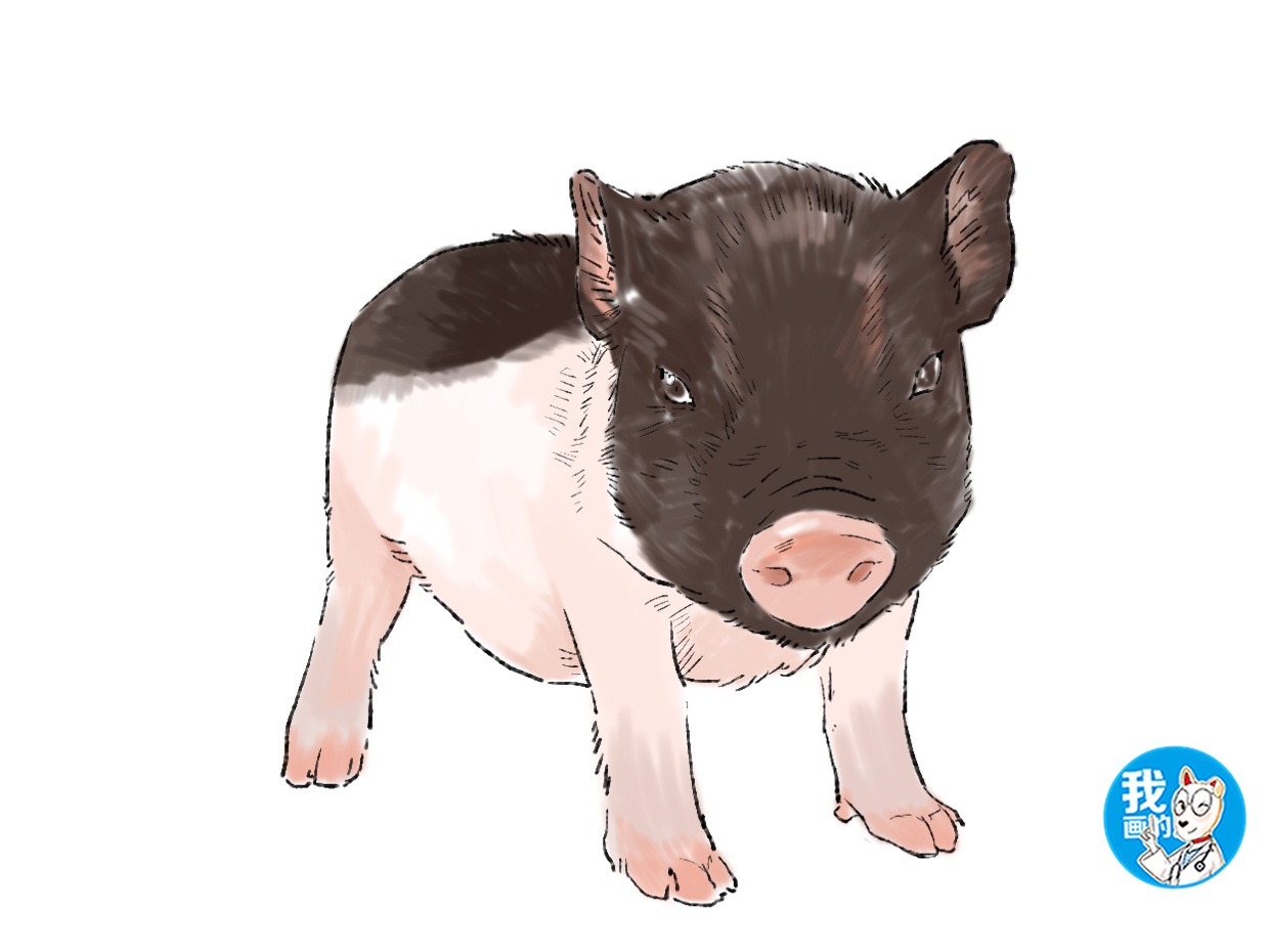 女子花了1100买猪,女子花1000元买了一只狗