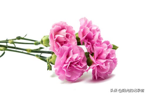 520简短浪漫花语是什么,520朵玫瑰的浪漫花语