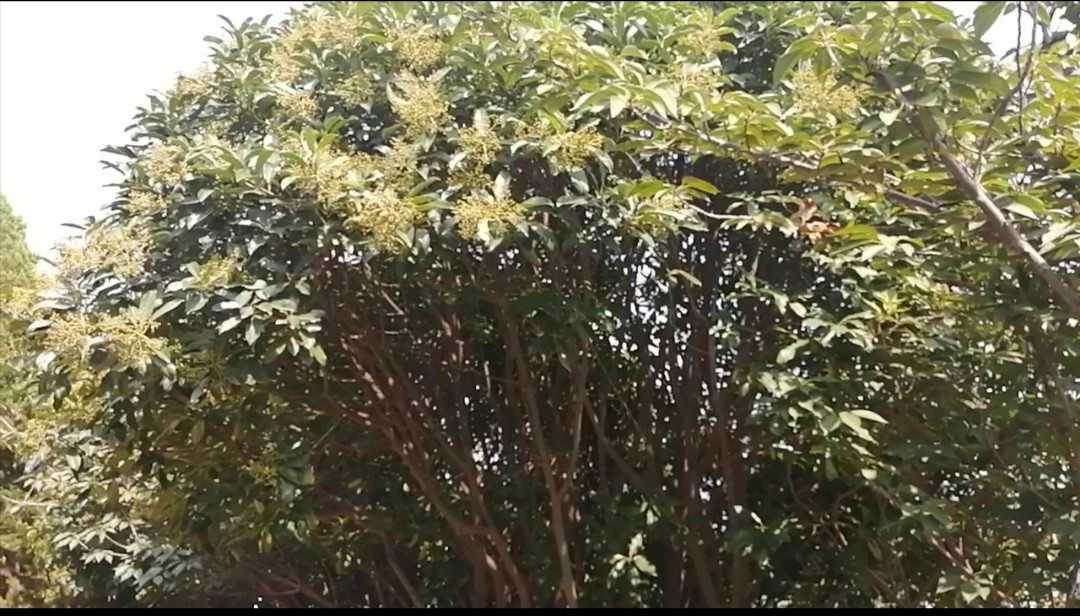 桂花怎么会变石楠花呢,有没有哪种桂花不会开花