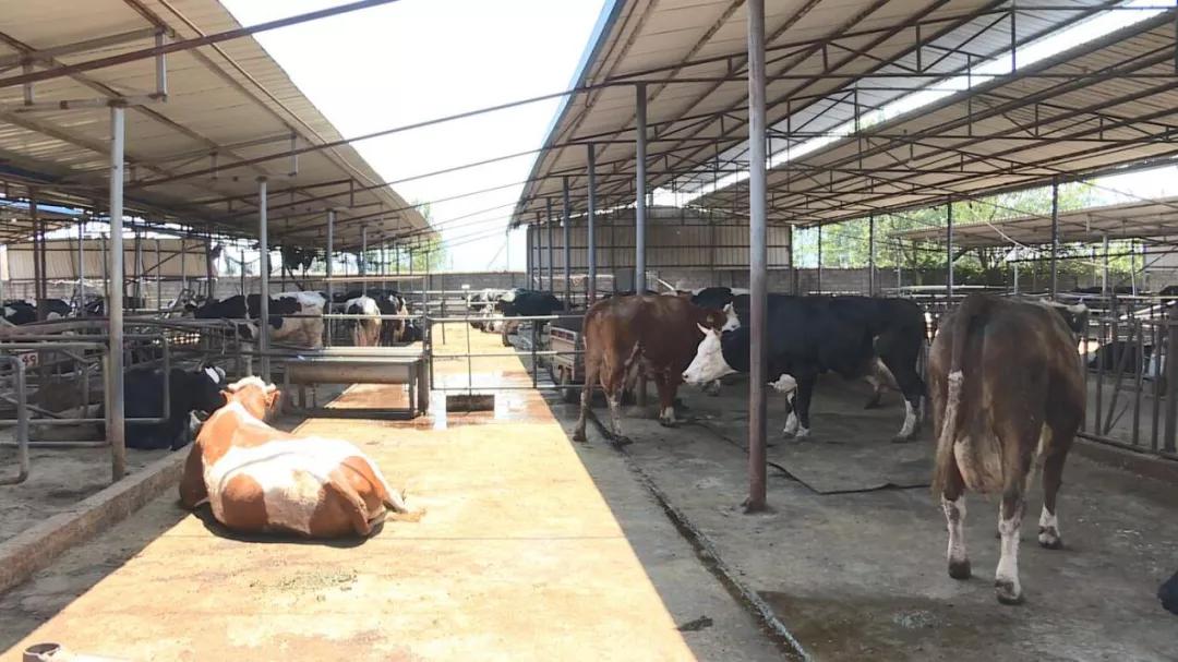 【沿着高速看西昌】高草村：农牧结合循环利用发展绿色生态养殖