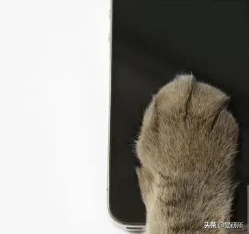 猫爪有什么隐藏的秘密,猫爪爪有哪些冷知识
