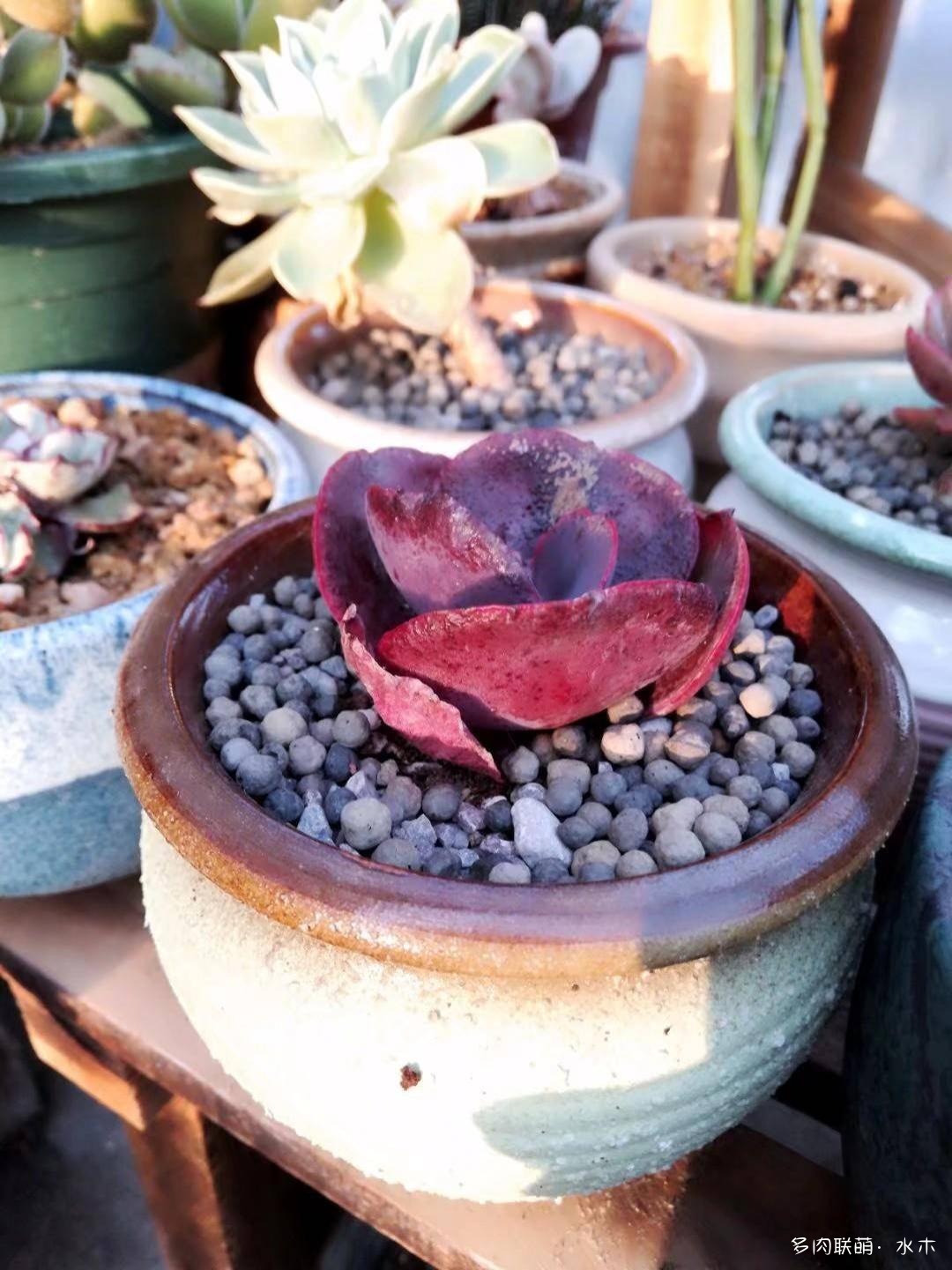 这才是多肉夏天该有的样子,多肉短期内颜值最高的时刻