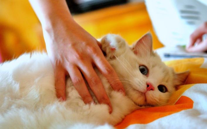 猫咪打441怎么才能不反抗,猫咪不喜欢主人亲近但是不反抗