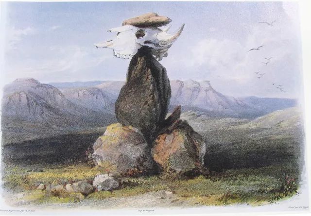 美洲野牛曾被“折腾”到濒临灭绝,北美野牛灭亡了吗