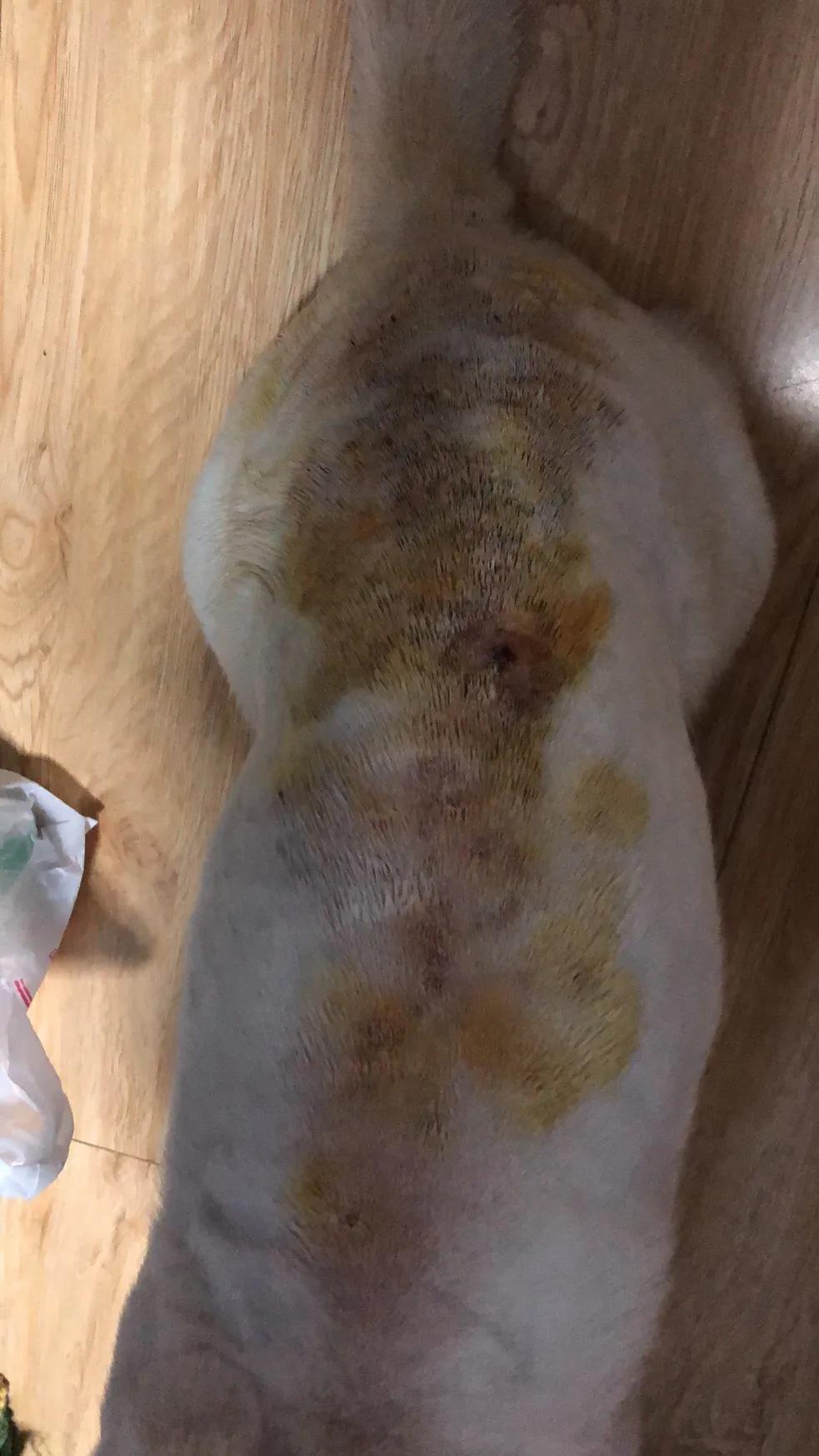 狗子得皮肤病原因,狗子得皮肤病怎么治