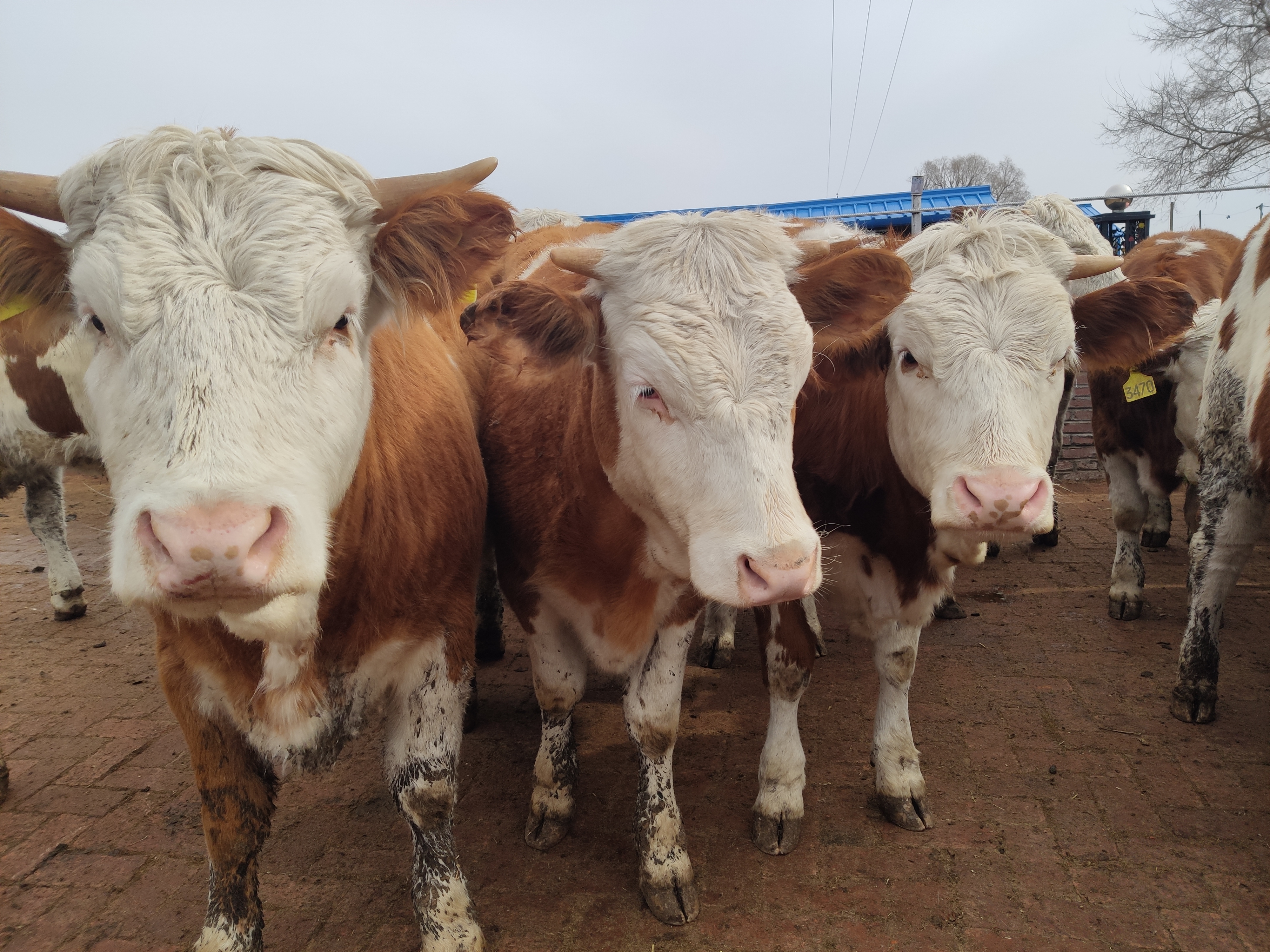 养牛诀窍让你的牛一年四季不得病,快速了解牛的生长过程的方法