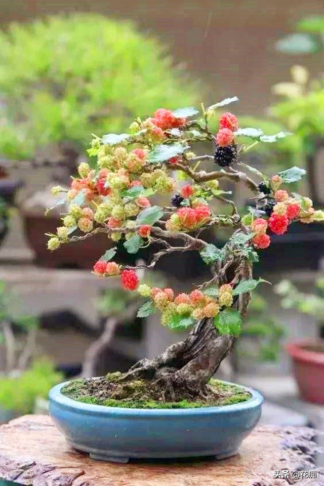 桑树怎么养成盆景,家里养不住植物是不是风水不好