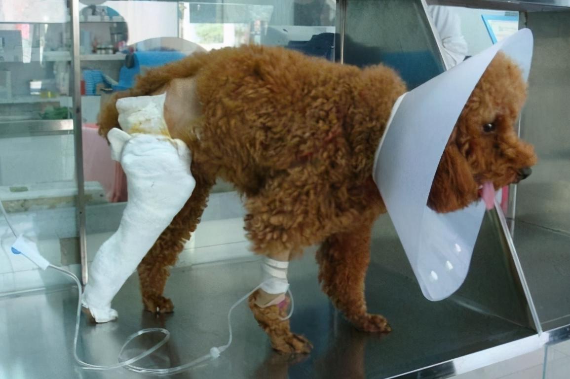 养一只泰迪狗应该花多少钱,养一只泰迪需要花多少钱