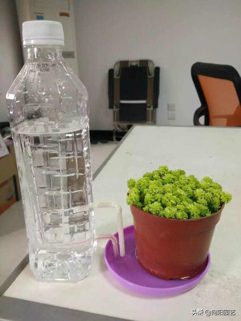 在家里怎么自制一个自动浇水装置,自制简单自动浇水神器美观