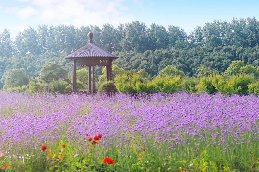 娌欏娴滅殑绱壊鑺辨捣,娌欏娴滈鏅尯鑺辨捣