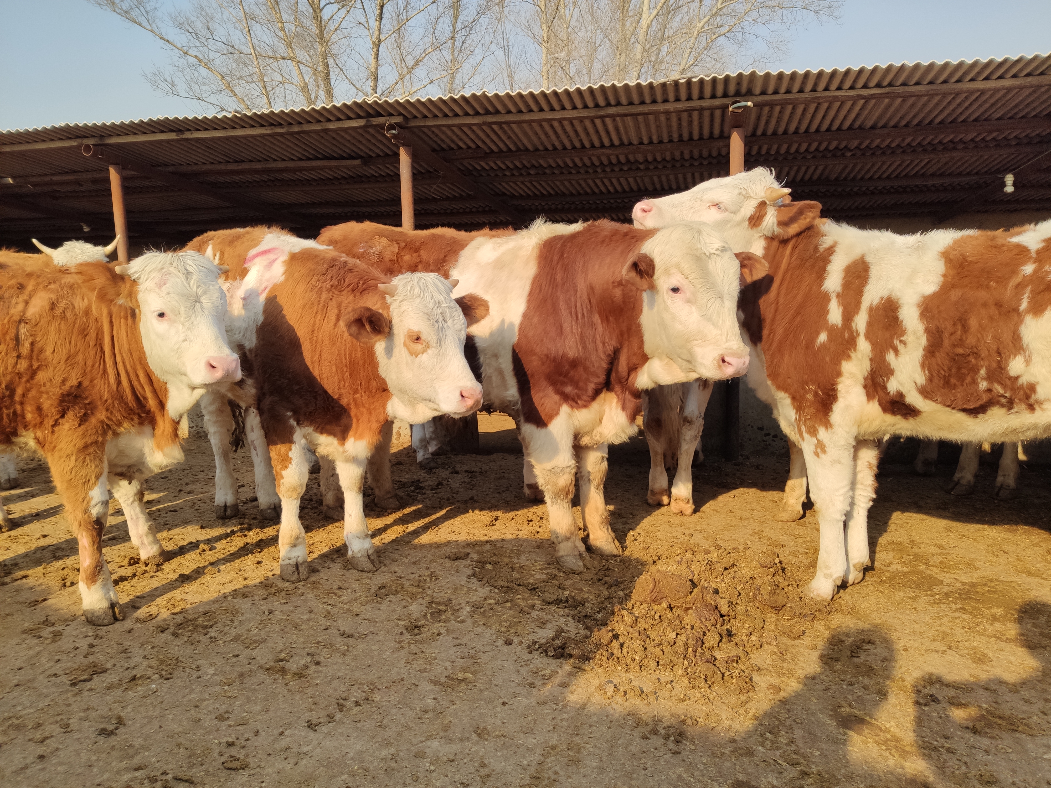 养牛新手怎么养牛,养牛人30年的养牛经验必学