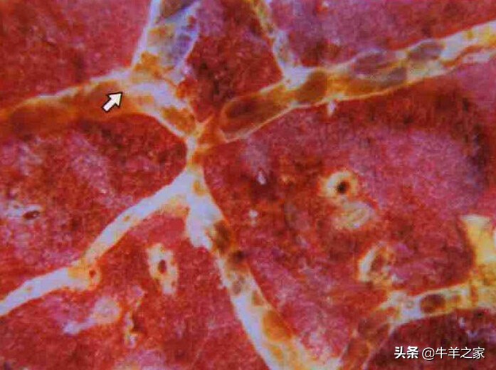 预防牛传染性胸膜性肺炎用什么药,牛传染性胸膜肺炎是什么引起的