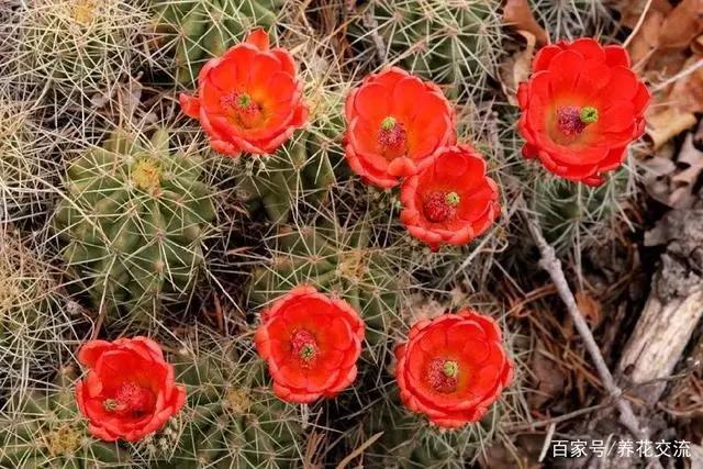 十个仙人球,最新30个仙人球品种