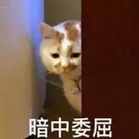 猫咪为什么讨厌洗脚呢,为什么猫咪讨厌水啊