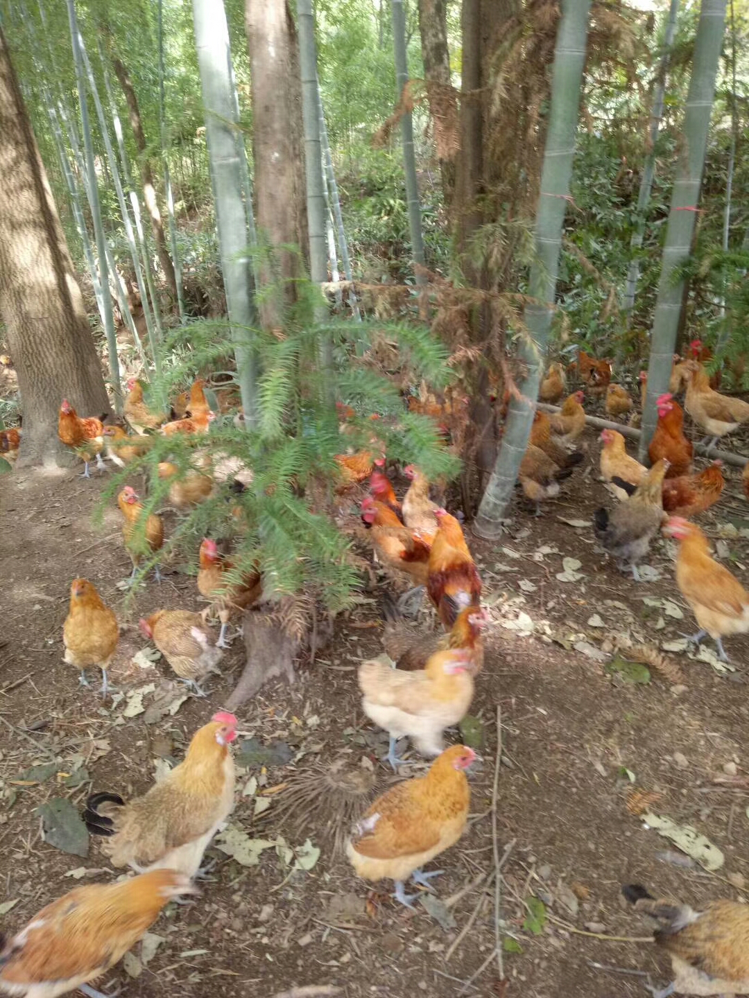 正宗散养土鸡卖不出去怎么办,农村养殖土鸡好卖吗