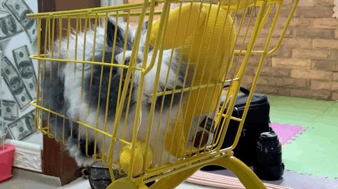 西安撸兔店,西安撸兔体验馆团购