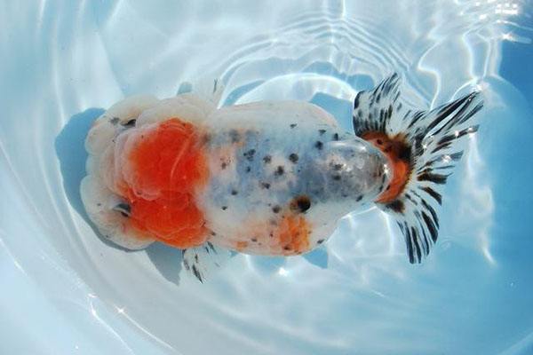 你还在给鱼缸加盐吗？我的弯路，你们就别再走了