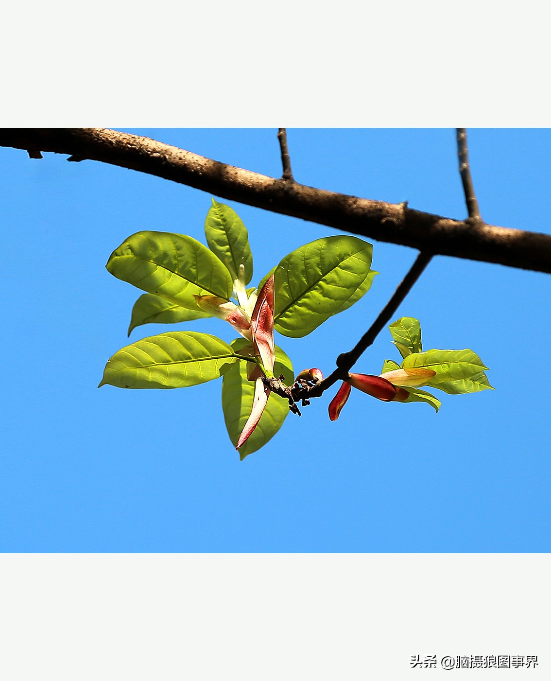 怎么拍摄好看的花和天空,如何拍出好看的天空树叶照