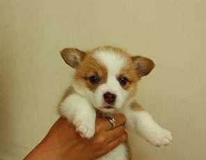 饲养柯基的10个注意事项,饲养柯基的注意事项两个月