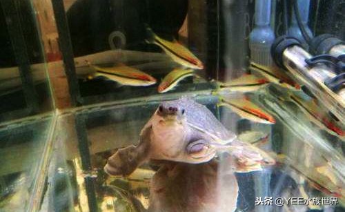 龟和鱼混养能和平相处么,鱼和龟怎么混养