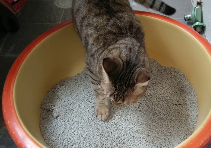 猫咪驱虫拉稀后应该怎么治,猫咪腹泻还能驱虫吗