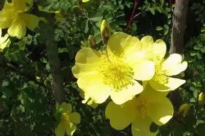 100种花的花语以及送花礼仪分享,100种花的名字和图片带花语