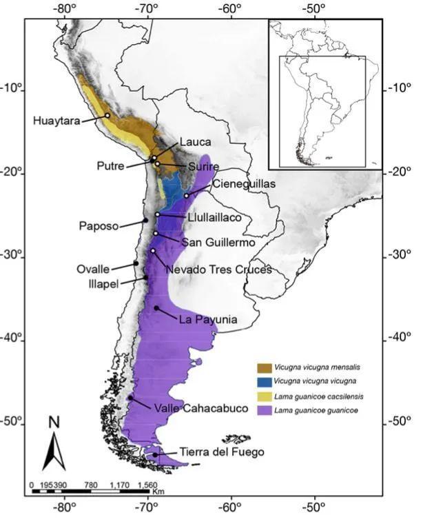 神兽羊驼有多厉害,为什么羊驼被称为十大神兽之一