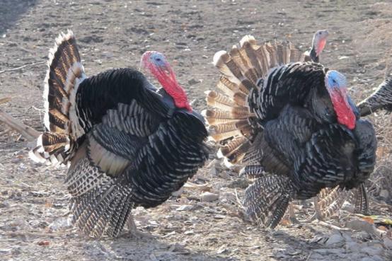 火鸡特别难孵化的原因,小火鸡1-40天养殖过程