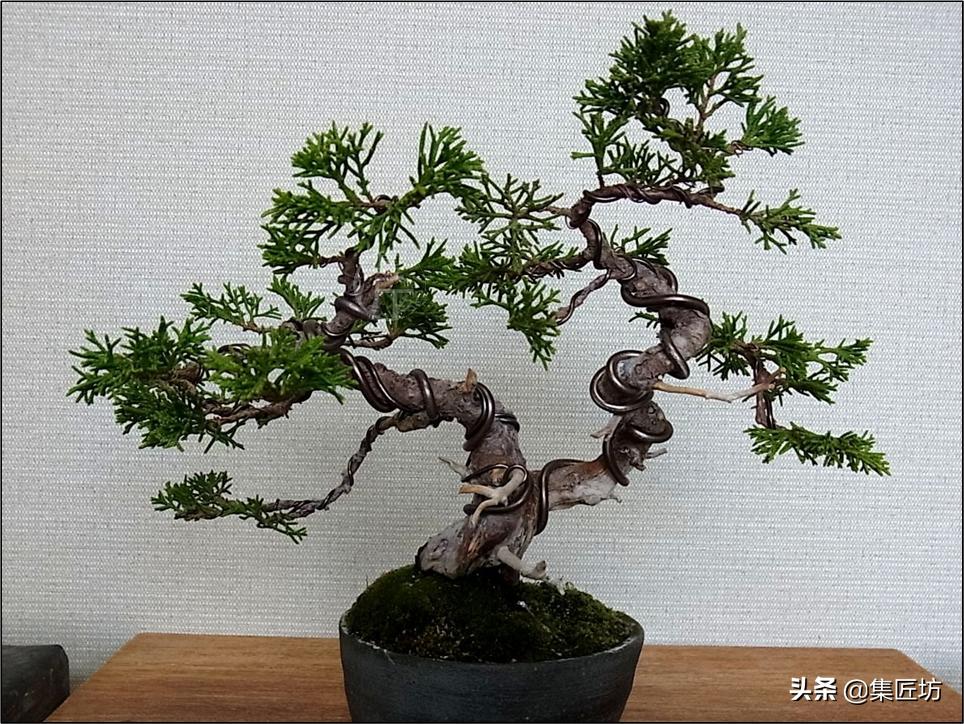 真柏大飘枝式盆景制作,真柏盆景上盆制作视频