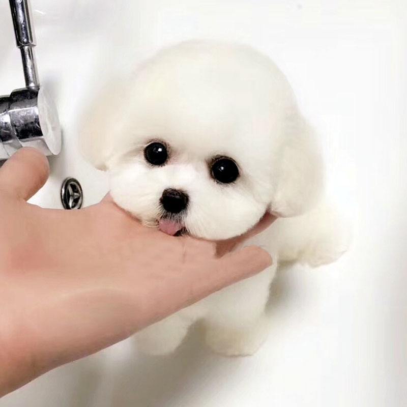 比熊犬的泪痕如何快速去除,比熊犬泪痕去掉小妙招