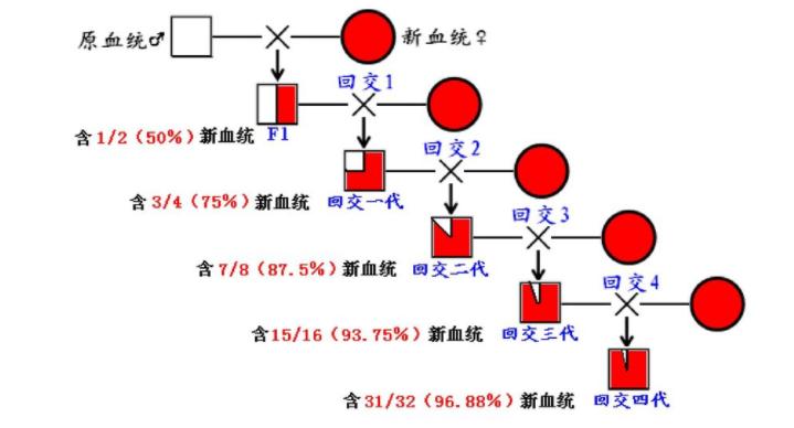 人类禁止*亲近**繁殖，为什么却让狗“回交”？甚至品种越纯越好？