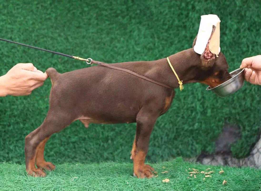 狗狗断尾真的是对狗好吗,狗狗断尾有生命危险吗