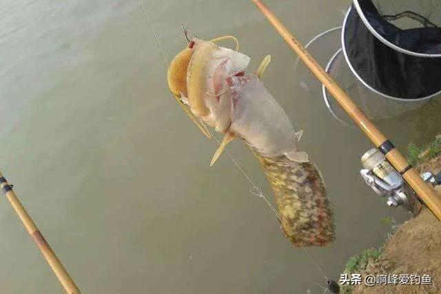 为什么钓鱼人讨厌鲶鱼,解锁鲶鱼钓鱼的乐趣只有钓鱼人懂