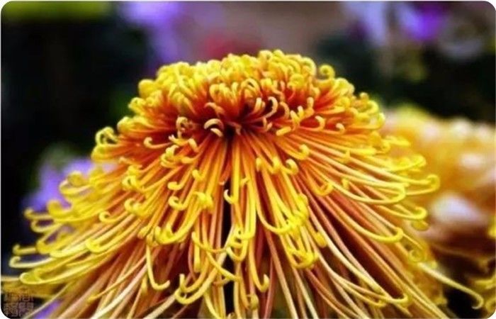 菊花100幅欣赏,菊花的十大绝美诗句