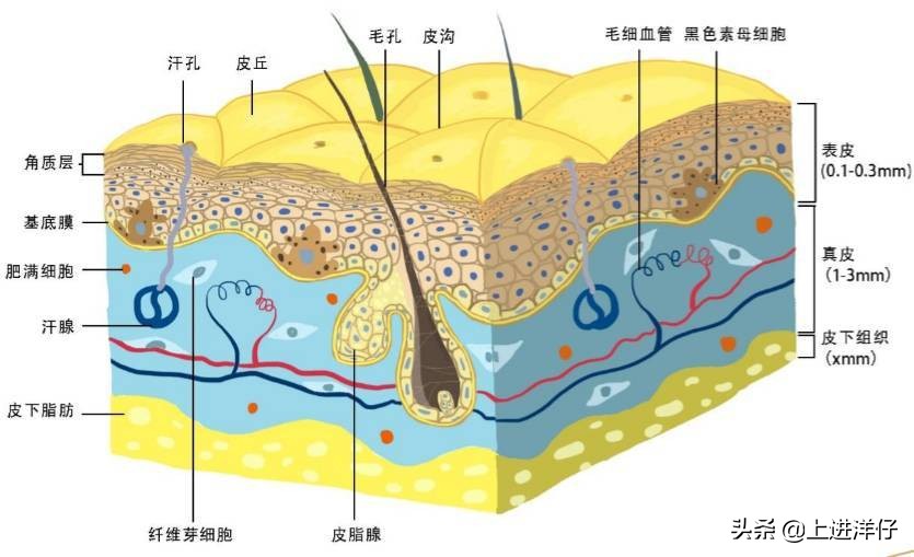 昂贵的护肤品真的是智商税吗,昂贵的护肤品用了很多年没效果