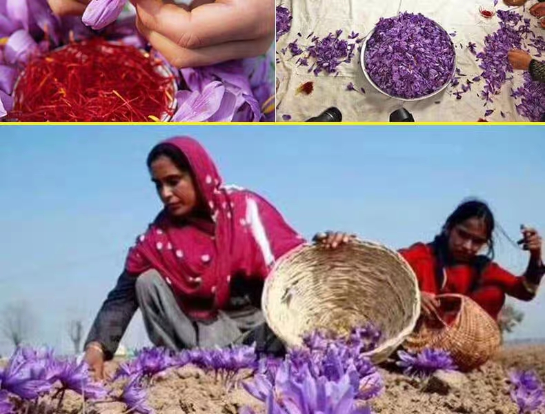 藏红花产地是在中国上海崇明吗,中国最大的藏红花产地是亳州吗