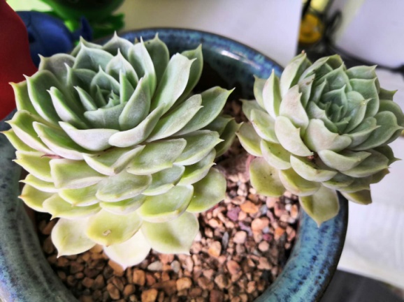 从鼻屎苗到老桩,时光里的蜕变