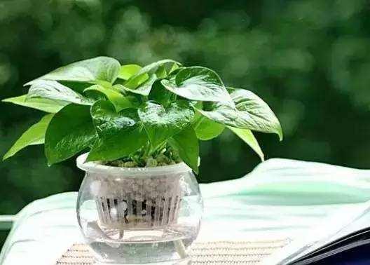 绿萝养护方法大全和注意事项,绿萝叶片不油亮