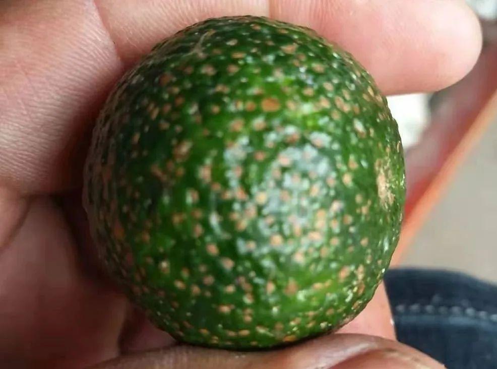 治蚧壳虫的土方法,用药指南蚧壳虫