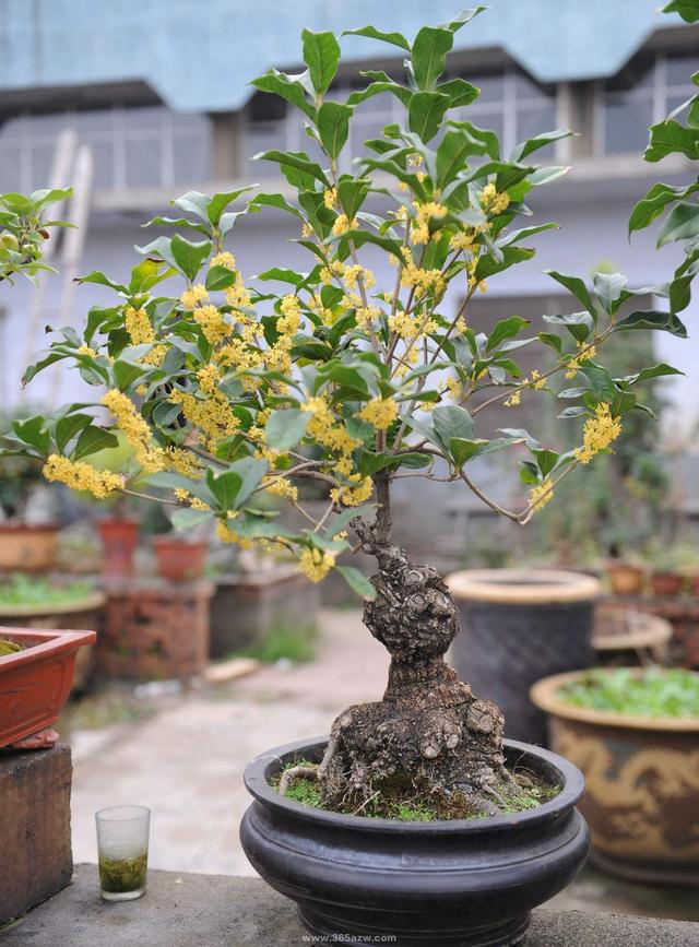 十大吉祥花,十大旺宅吉祥花