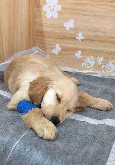 天热了！金毛突发皮肤病，开启“联动应急”系统