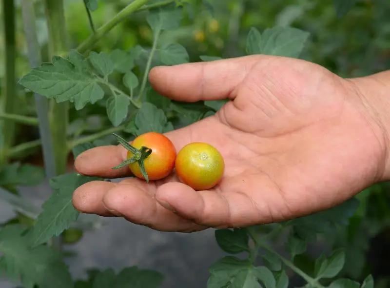 成都东部新区智慧田园,成都生态田园